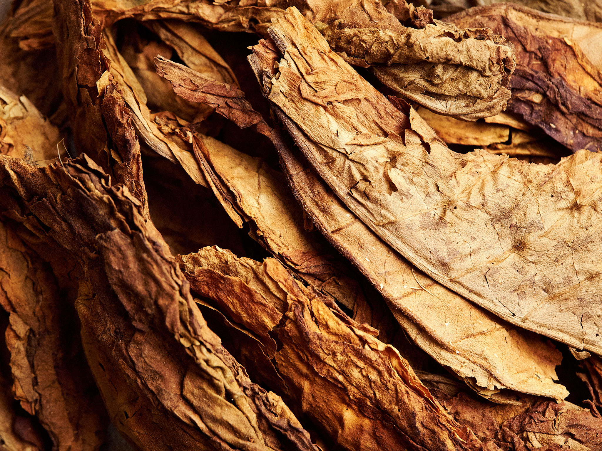 Tobacco-Leaves-by-Pease-01