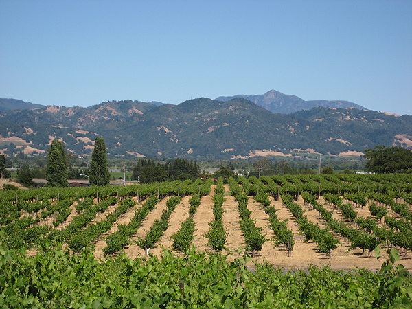 Napa Valley Vineyard